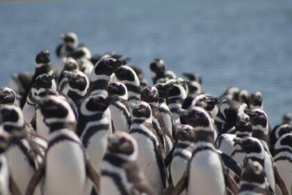 masacre-de-pinguinos-en-punta-tombo:-la-justicia-puede-sentar-un-precedente-ambiental-historico