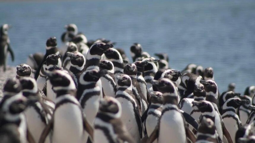 masacre-de-pinguinos-en-punta-tombo:-la-justicia-puede-sentar-un-precedente-ambiental-historico