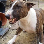 un-hombre-murio-por-una-mordida-cuando-intento-intervenir-en-una-brutal-pelea-entre-sus-tres-perros