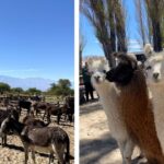 carnes-alternativas,-de-la-patagonia-al-noa:-el-burro-y-la-llama-piden-pista