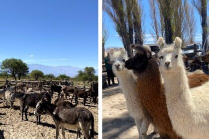 carnes-alternativas,-de-la-patagonia-al-noa:-el-burro-y-la-llama-piden-pista