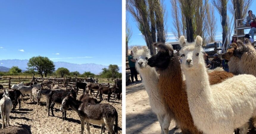 carnes-alternativas,-de-la-patagonia-al-noa:-el-burro-y-la-llama-piden-pista
