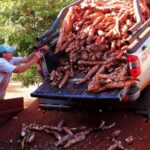 la-mandioca,-en-zona-roja:-cae-el-consumo-y-se-profundiza-la-crisis-del-sector