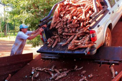 la-mandioca,-en-zona-roja:-cae-el-consumo-y-se-profundiza-la-crisis-del-sector