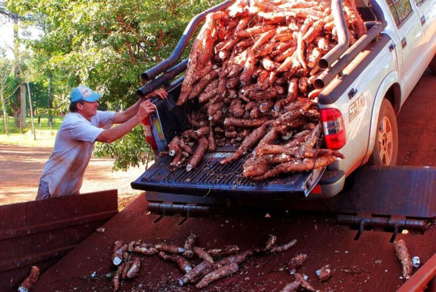la-mandioca,-en-zona-roja:-cae-el-consumo-y-se-profundiza-la-crisis-del-sector
