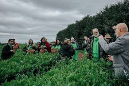 la-expo-te-2026-suma-recorridos-guiados-para-mostrar-el-detras-de-escena-del-te-gourmet-misionero