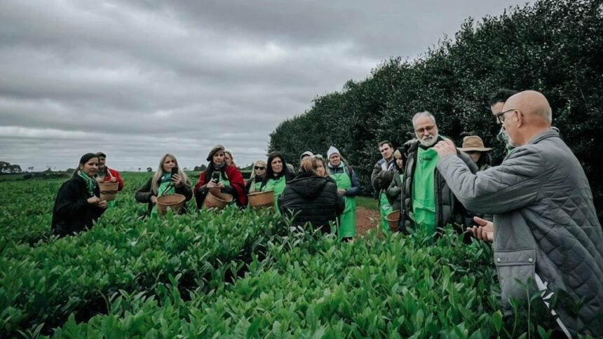 la-expo-te-2026-suma-recorridos-guiados-para-mostrar-el-detras-de-escena-del-te-gourmet-misionero