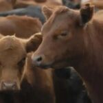 el-sector-ganadero-en-lucha-contra-la-garrapata-bovina:-“decidimos-trabajar-en-la-convivencia-con-el-parasito”