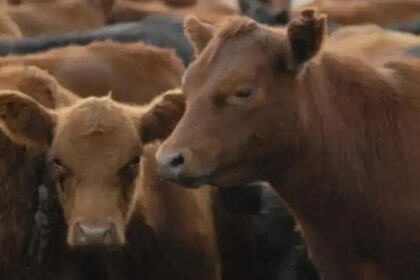 el-sector-ganadero-en-lucha-contra-la-garrapata-bovina:-“decidimos-trabajar-en-la-convivencia-con-el-parasito”