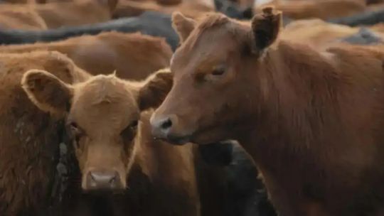 el-sector-ganadero-en-lucha-contra-la-garrapata-bovina:-“decidimos-trabajar-en-la-convivencia-con-el-parasito”