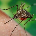 fiebre-chikungunya-en-alza:-ya-hay-837-casos-y-crece-la-transmision-autoctona-en-el-norte-del-pais