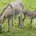 furor-por-la-carne-de-burro-en-el-interior:-“en-el-90%-de-los-casos-la-aceptacion-ha-sido-muy-buena”