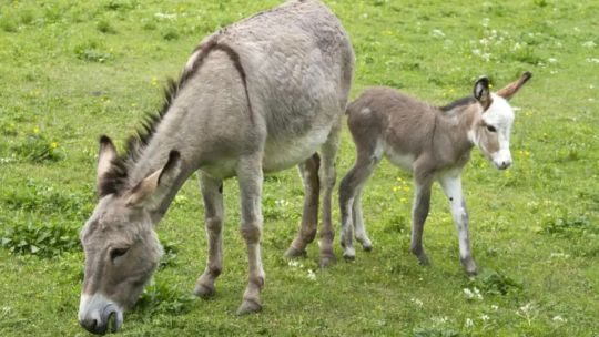 furor-por-la-carne-de-burro-en-el-interior:-“en-el-90%-de-los-casos-la-aceptacion-ha-sido-muy-buena”