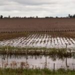 exceso-hidrico-en-casi-un-millon-de-hectareas:-“precipitaron-entre-200-y-400-milimetros-en-la-zona”