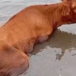 “es-un-desastre”:-tiene-5.000-hectareas-bajo-agua-en-santa-fe-y-trabaja-a-contrarreloj-para-salvar-a-sus-animales
