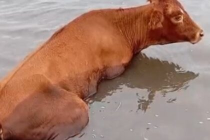 “es-un-desastre”:-tiene-5.000-hectareas-bajo-agua-en-santa-fe-y-trabaja-a-contrarreloj-para-salvar-a-sus-animales