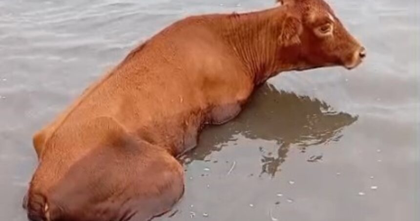 “es-un-desastre”:-tiene-5.000-hectareas-bajo-agua-en-santa-fe-y-trabaja-a-contrarreloj-para-salvar-a-sus-animales