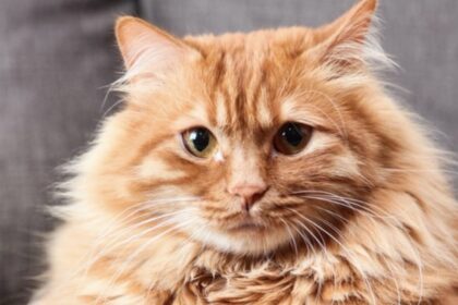 en-cordoba-estan-matando-gatos-domesticos-para-poder-comer