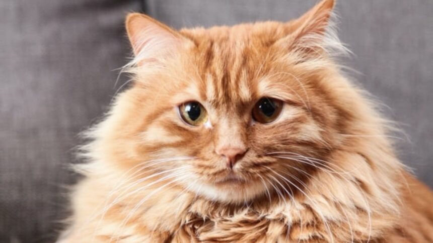 en-cordoba-estan-matando-gatos-domesticos-para-poder-comer