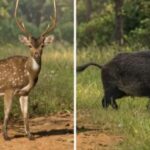 de-la-carne-de-burro-a-la-de-ciervo-y-chancho-salvaje:-buscan-transformar-especies-invasoras-en-alimento