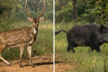 de-la-carne-de-burro-a-la-de-ciervo-y-chancho-salvaje:-buscan-transformar-especies-invasoras-en-alimento