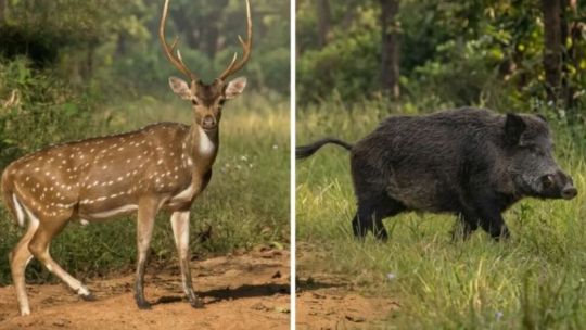 de-la-carne-de-burro-a-la-de-ciervo-y-chancho-salvaje:-buscan-transformar-especies-invasoras-en-alimento