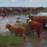 “es-alarmante”:-mas-de-un-millon-de-hectareas-afectadas-y-animales-muertos-por-inundaciones-en-santa-fe