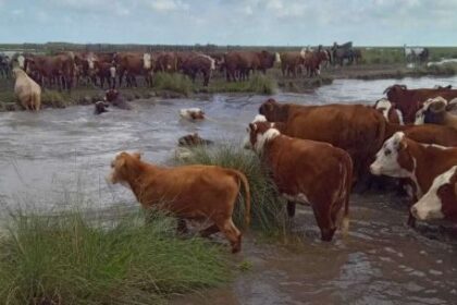 “es-alarmante”:-mas-de-un-millon-de-hectareas-afectadas-y-animales-muertos-por-inundaciones-en-santa-fe