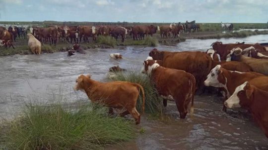 “es-alarmante”:-mas-de-un-millon-de-hectareas-afectadas-y-animales-muertos-por-inundaciones-en-santa-fe