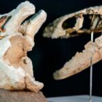 el-“mini-sobreviviente”-de-la-patagonia:-hallan-un-extrano-reptil-que-convivio-con-los-ultimos-dinosaurios