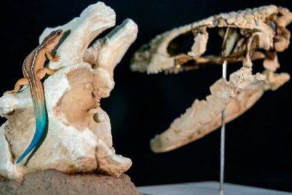 el-“mini-sobreviviente”-de-la-patagonia:-hallan-un-extrano-reptil-que-convivio-con-los-ultimos-dinosaurios