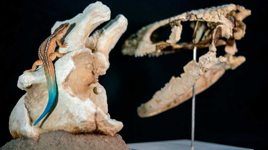el-“mini-sobreviviente”-de-la-patagonia:-hallan-un-extrano-reptil-que-convivio-con-los-ultimos-dinosaurios