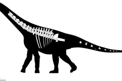 another-dinosaur-discovery:-scientists-discover-‘bicharracosaurus’-in-patagonia
