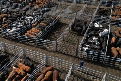 el-precio-de-la-hacienda-ya-cayo-10-por-ciento-desde-su-pico:-¿bajara-el-valor-de-la-carne-en-el-mostrador?