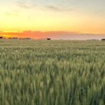 proyectan-que-caera-un-3%-la-superficie-de-trigo-por-el-fuerte-aumento-de-los-insumos