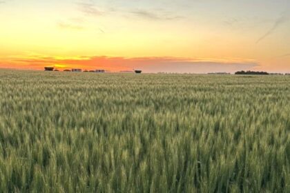 proyectan-que-caera-un-3%-la-superficie-de-trigo-por-el-fuerte-aumento-de-los-insumos