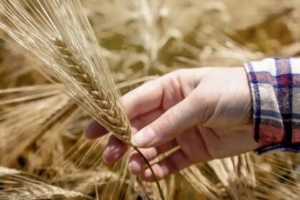 a-pesar-del-clima-a-favor,-proyectan-una-caida-en-la-siembra-de-trigo-por-aumentos-en-insumos