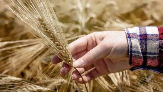 a-pesar-del-clima-a-favor,-proyectan-una-caida-en-la-siembra-de-trigo-por-aumentos-en-insumos
