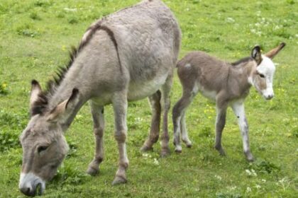 alberto-samid:-“burros-hay-para-2-carnicerias-y-vacas-tenemos-50-millones”