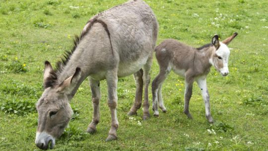 alberto-samid:-“burros-hay-para-2-carnicerias-y-vacas-tenemos-50-millones”