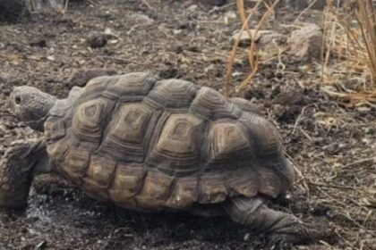 asi-sera-el-primer-refugio-exclusivo-para-tortugas-terrestres-de-la-argentina