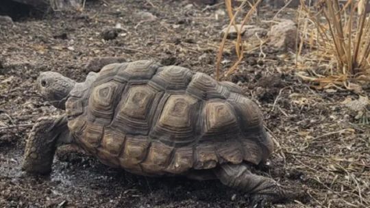 asi-sera-el-primer-refugio-exclusivo-para-tortugas-terrestres-de-la-argentina