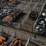afirman-que-el-precio-de-la-carne-vacuna-ya-no-sumara-presion-a-la-inflacion-general