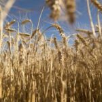 se-estima-una-caida-de-la-superficie-sembrada-de-trigo:-“estamos-hablando-que-caeria-a-800.000-toneladas”