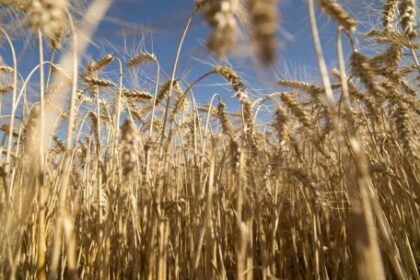 se-estima-una-caida-de-la-superficie-sembrada-de-trigo:-“estamos-hablando-que-caeria-a-800.000-toneladas”