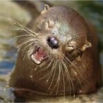 reaparecio-la-nutria-mas-chica-del-mundo-tras-7-anos