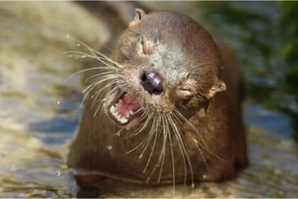 reaparecio-la-nutria-mas-chica-del-mundo-tras-7-anos