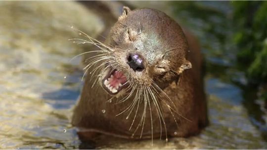 reaparecio-la-nutria-mas-chica-del-mundo-tras-7-anos