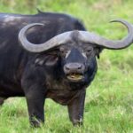 consumo-de-bufalo-en-santa-fe:-“es-una-alternativa-mas-para-lo-que-es-el-consumo-de-carne-a-nivel-nacional”
