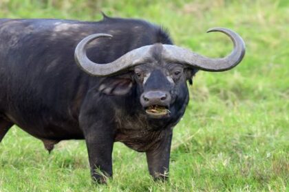 consumo-de-bufalo-en-santa-fe:-“es-una-alternativa-mas-para-lo-que-es-el-consumo-de-carne-a-nivel-nacional”